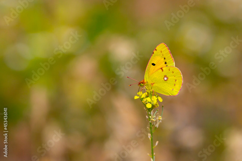 Yellow Glory butterfly on the plant - Colias crocea © kenan
