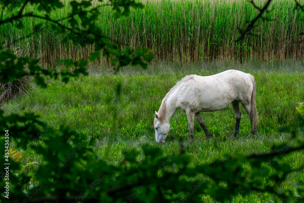 Obraz premium Riserva Naturale Foce dell'Isonzo - Isola della Cona. Wild horse in the River Isonzo Mouth Reserve near Monfalcone, Italy.