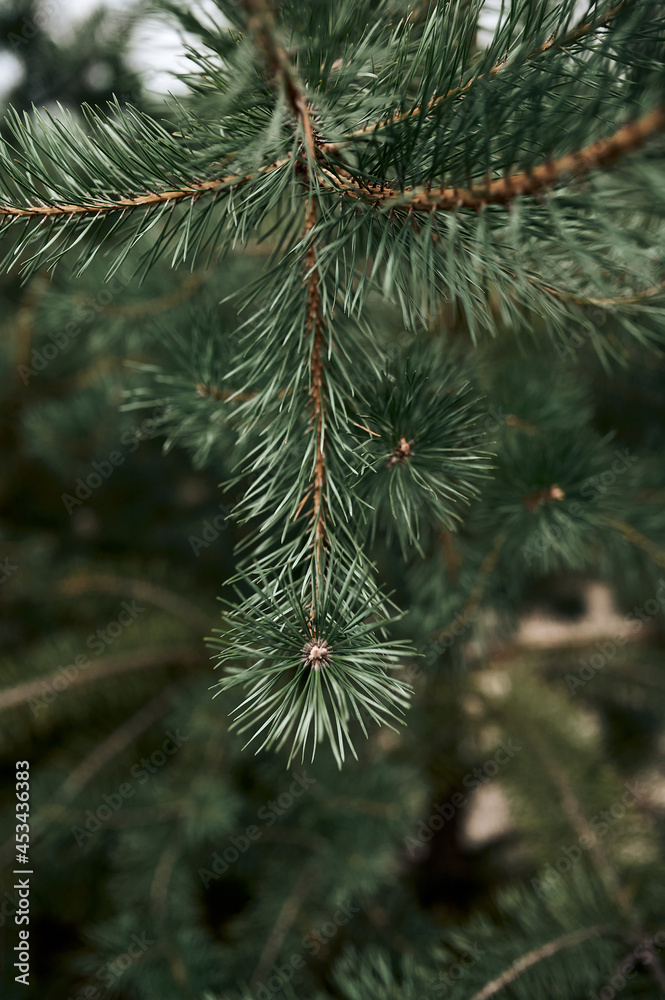 Coniferous pine branches in a pine forest, cloudy weather Coniferous pine branches in a pine forest, cloudy weather