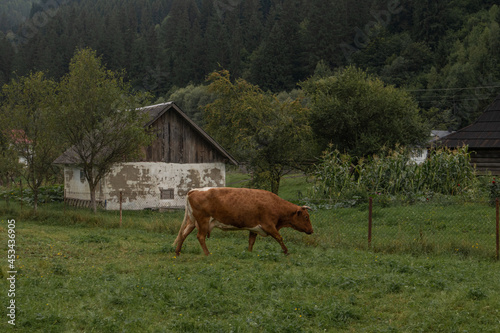 cows in a field on a mountain