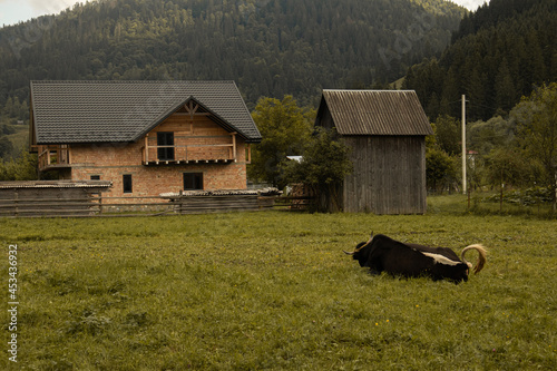 cows in the mountains
