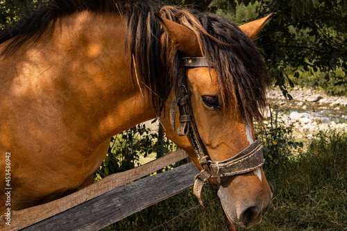 portrait of a horse