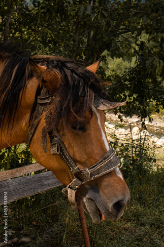 portrait of a horse