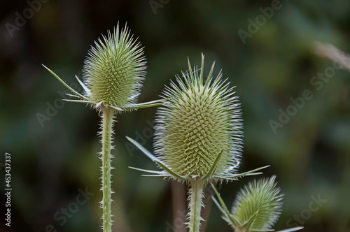 Photography of green Dipsacus laciniatus or cut-leaved teasel flowerhead , Sofia, Bulgaria  