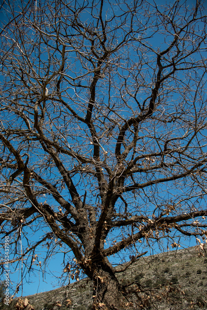Huge old oak tree with no leaves on - Blue skies
Huge old oak tree with no leaves on - Blue skies
