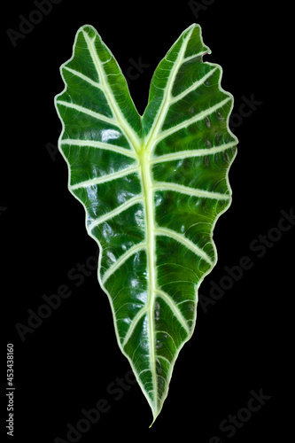 Leaf of alocasia amazonica sanderiana plant isolated on black. Alocasia sanderiana bull with large green leaves air purifier plant indoor.
