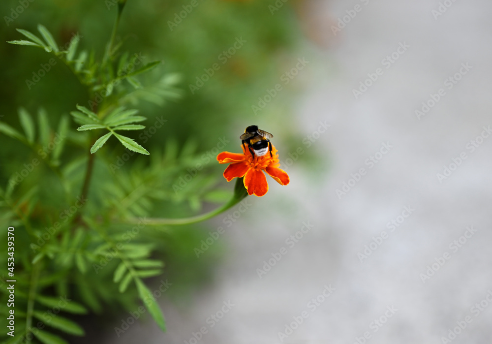 Blooming marigold flower close up. The bumblebee is sitting on a flower. Free space for text, blurred background Blooming marigold flower close up. The bumblebee is sitting on a flower. Free space for text, blurred background