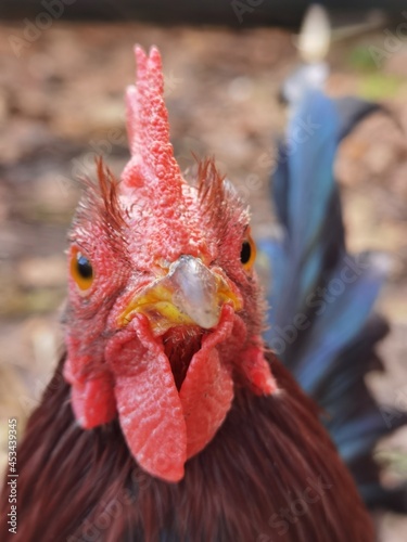 rooster in a farm