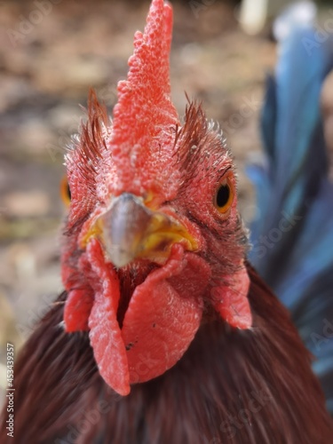 close up of a rooster