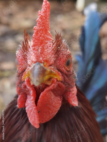 close up of a rooster