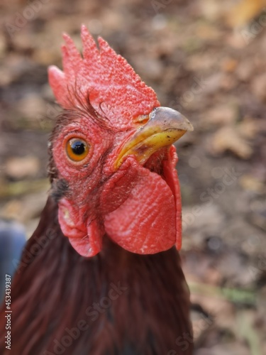 portrait of a rooster