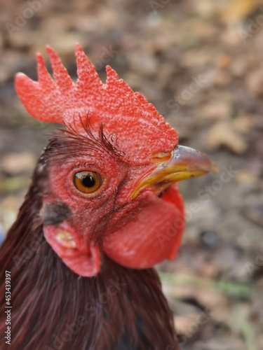 portrait of a rooster