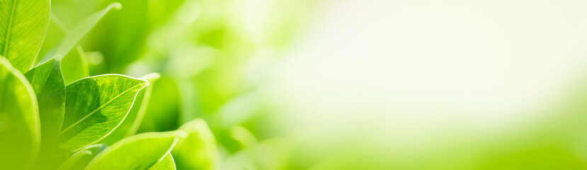 Nature of green leaf in garden at summer. Natural green leaves plants using as spring background cover page greenery environment ecology wallpaper