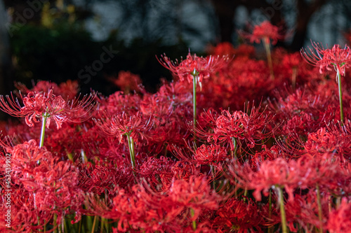 Konstfotografi Lycoris