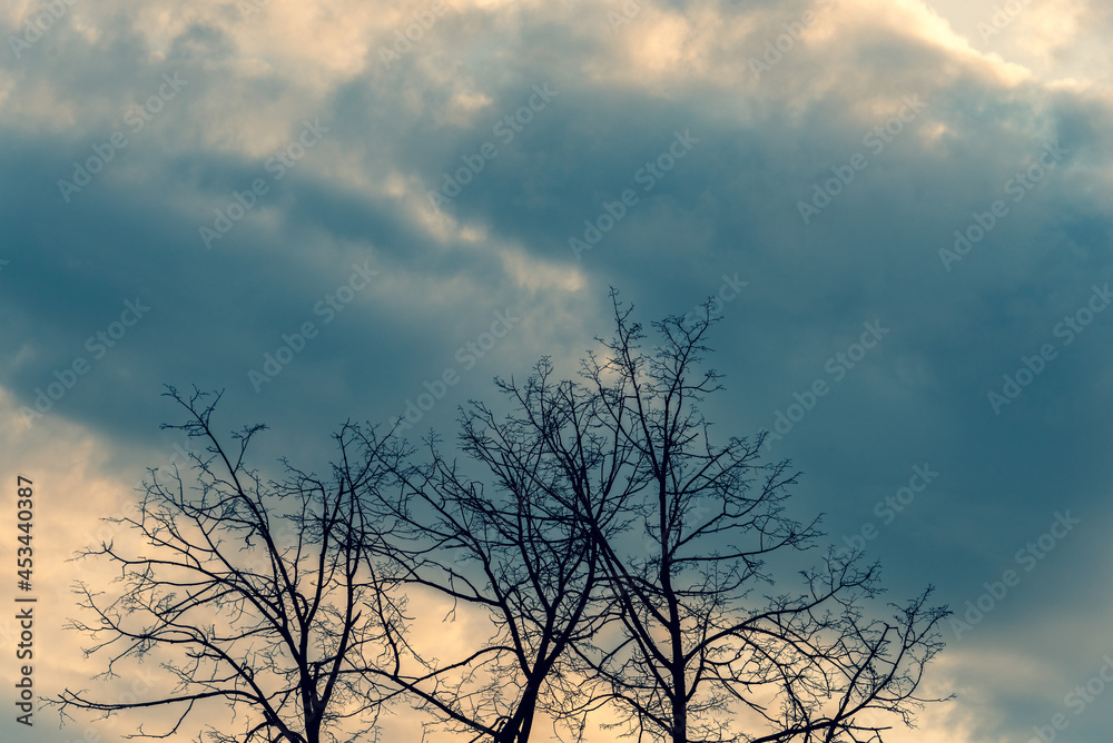 The natural template with silhouettes of trees against the sky with clouds. The natural template with silhouettes of trees against the sky with clouds.