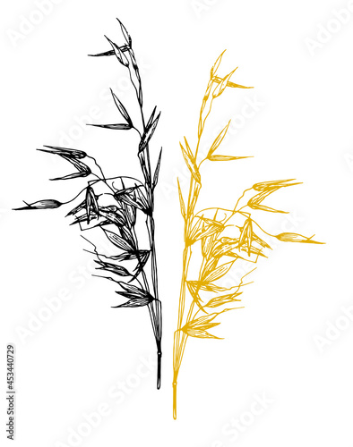Vector set of Oats plant. a spikelet with oat seeds drawn in a sketch style, black and yellow isolated outline on a white background for a packaging design template. cereal culture organic food