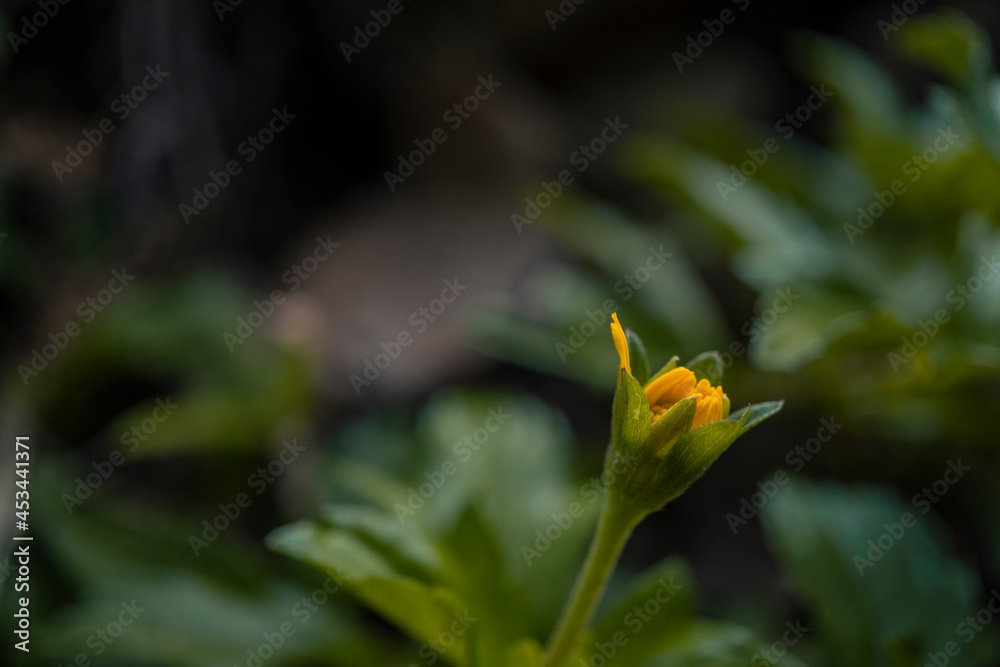 Obraz premium yellow flower