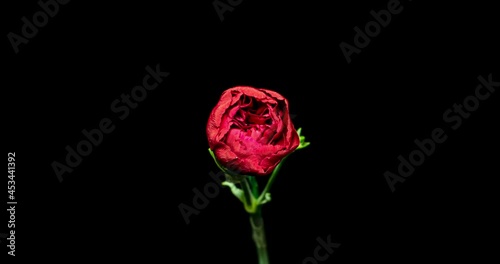 カーネーションの開花タイムラプス
