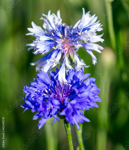 Blue flower outdoors in summer.