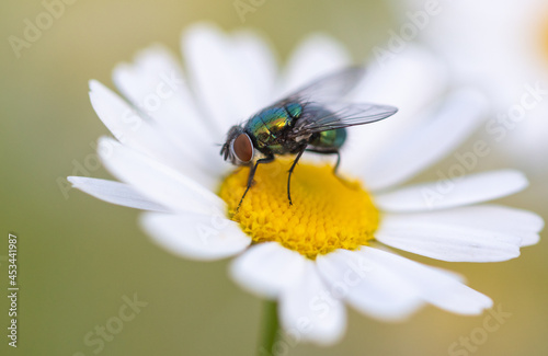 Fly on a chamomile flower. © schankz