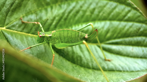 Macro cricket katydid green garden 