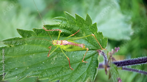 Macro cricket katydid green garden  