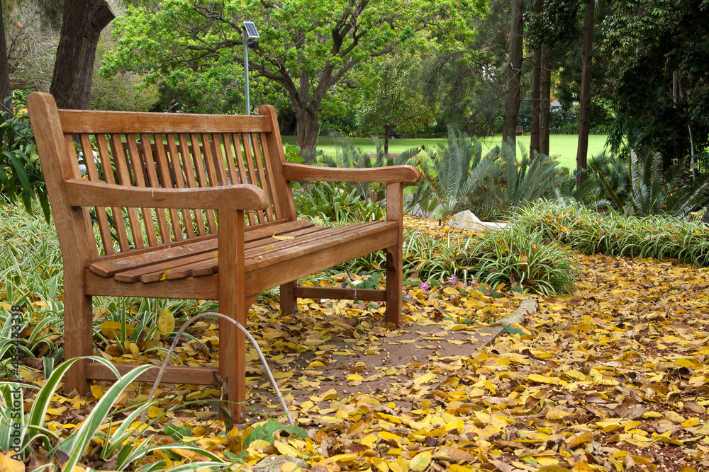 Sydney Australia, garden bench under a ficus virens tree with ground covered with yellow leaves 