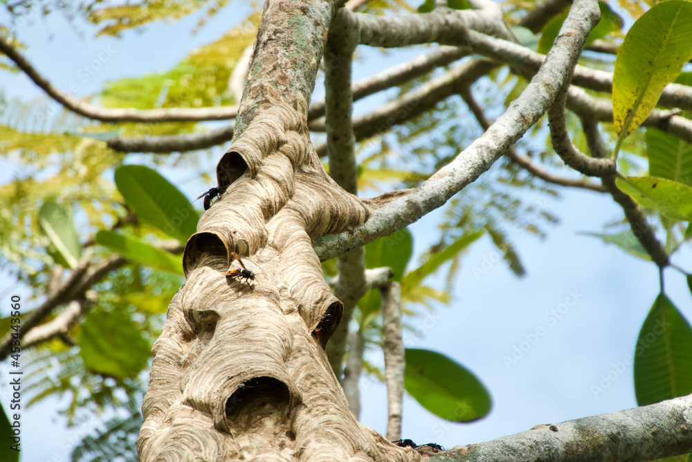 Fototapeta premium Hornets and their nest