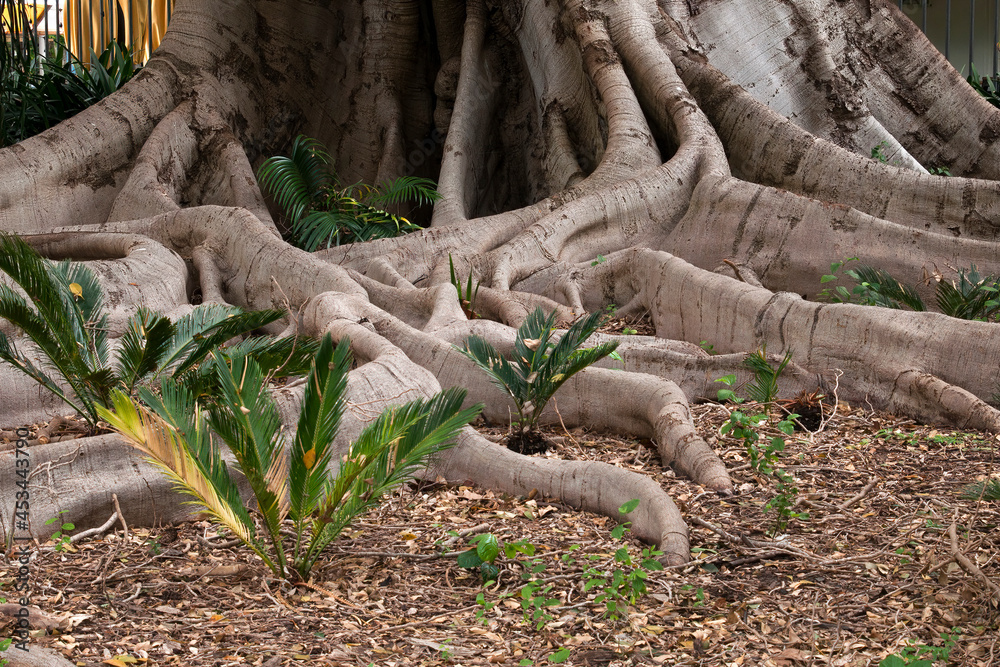 Sydney Australia, small cycads growing among the roots of a ficus tree Sydney Australia, small cycads growing among the roots of a ficus tree