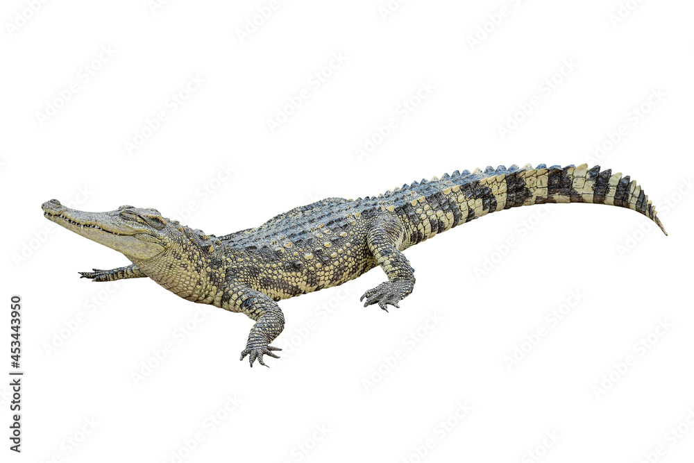 Thai crocodile isolated on white background with clipping path Thai crocodile isolated on white background with clipping path
