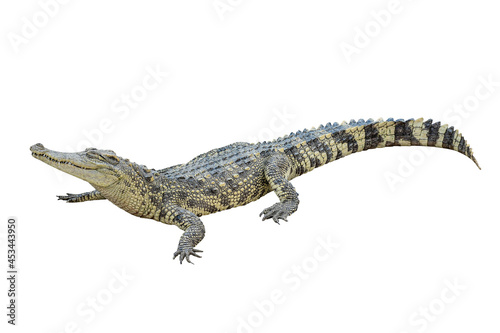 Thai crocodile isolated on white background with clipping path