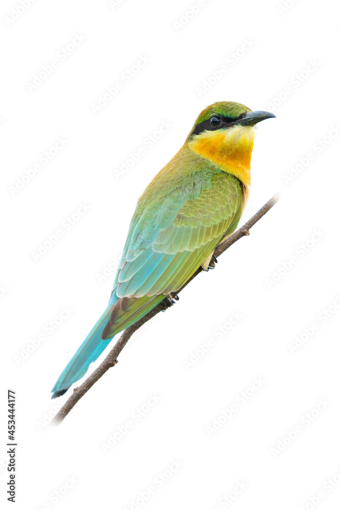 Obraz premium Juvenile Blue-tailed Bee-eater perching on a perch looking into a distance