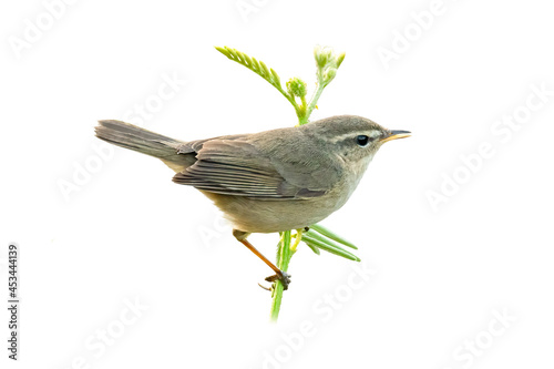 Dusky Warbler perching on mimosa branch photo