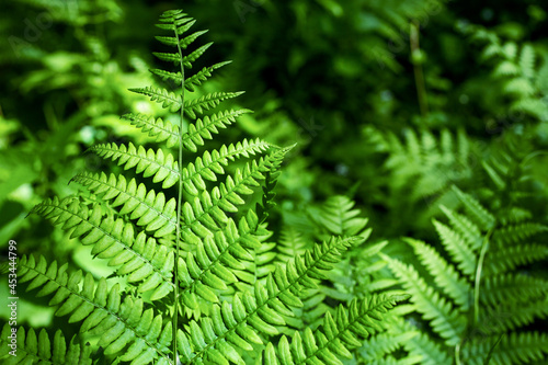 Herbal background. Fern leaves in the forest. Sunny weather  space for text.