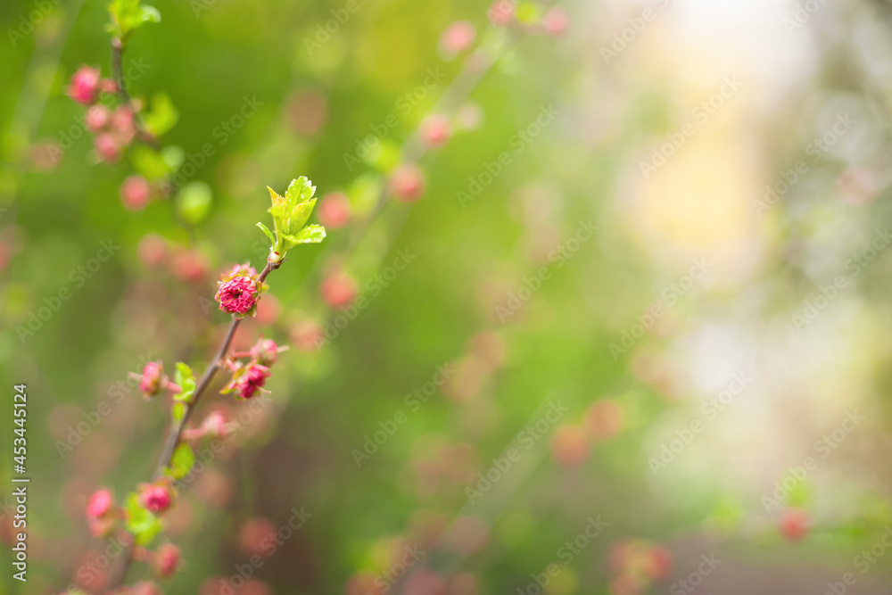Spring floral background. Branches with pink flowers on a green background. Soft selective focus, blurred background. Spring floral background. Branches with pink flowers on a green background. Soft selective focus, blurred background.