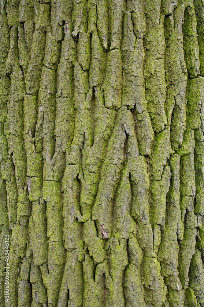 Natural background. Bark of an old tree close-up. Tree bark with moss. Natural background. Bark of an old tree close-up. Tree bark with moss.