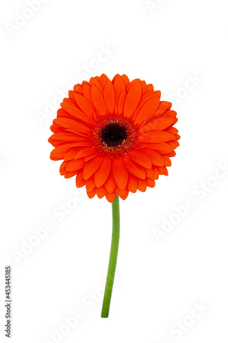 Orange gerbera flower with stem isolated on white background. Close-up. One gerbera flower.