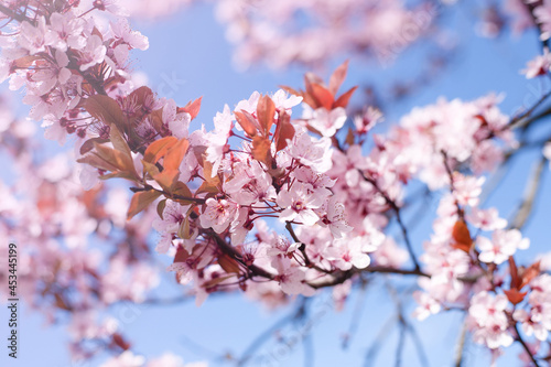 Spring background. Blooming cherry on a background of blue sky. Soft selective focus, sunny weather.