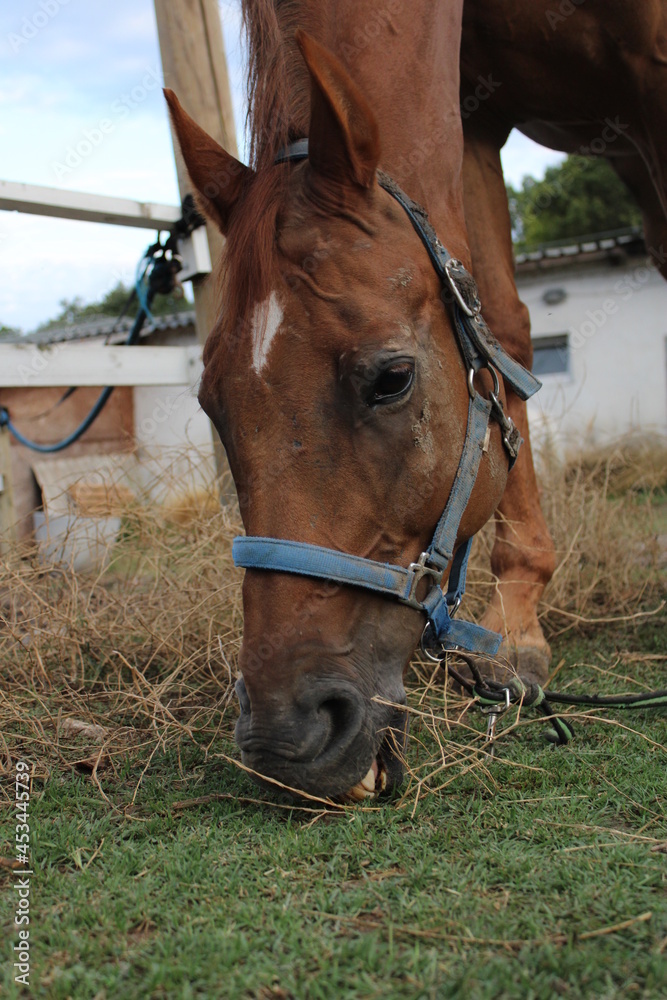 Fototapeta premium horse in a field