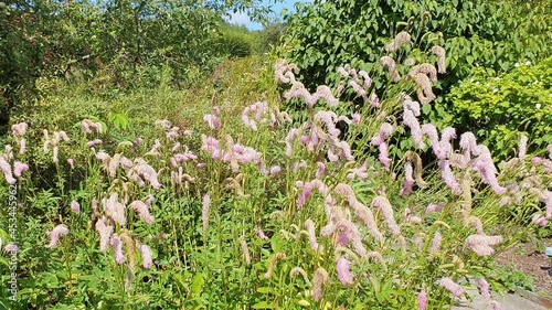 Sanguisorba Hakusanensis a summer autumn flowering plant with a pink purple summertime flower commonly known as Korean Burnet or Lilac Squirrel, video footage clip photo