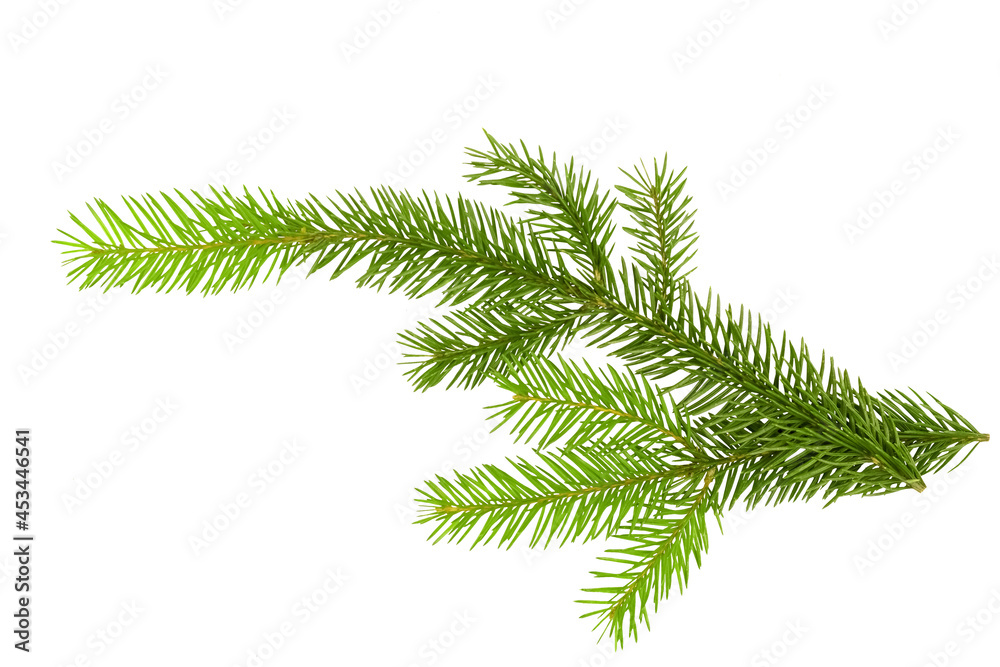 Naklejka premium Fir sprig isolated on white background. Christmas tree. branch and cone on a white background