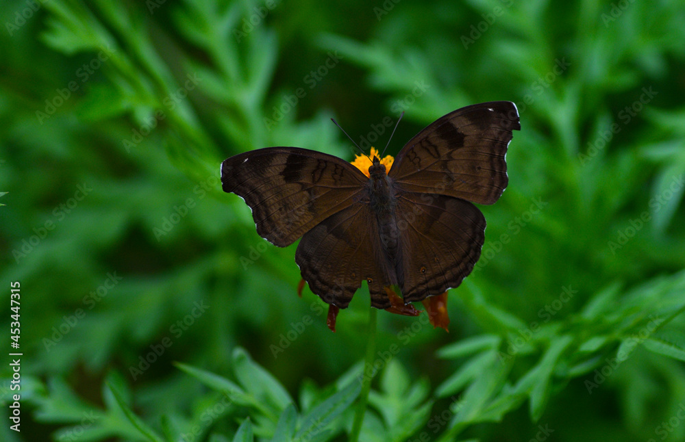 Fototapeta premium beautiful butterfly in green background