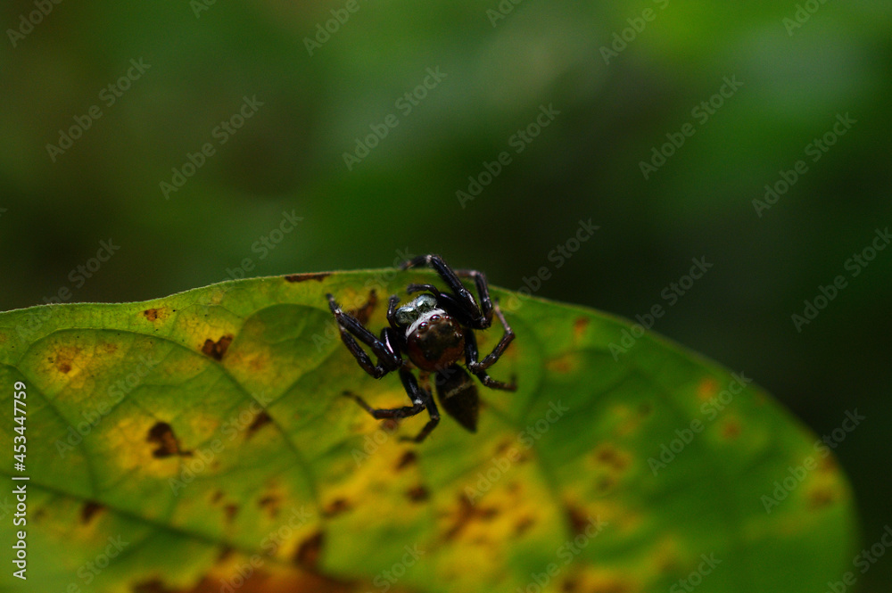 a spider rests on a yellow leaf a spider rests on a yellow leaf