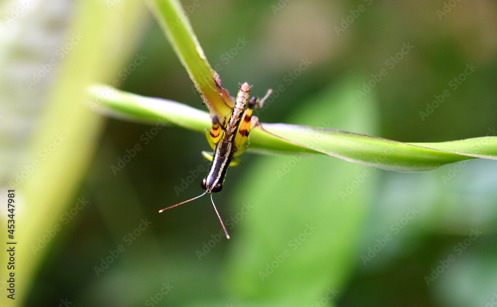 macro details of a grass hopper macro details of a grass hopper