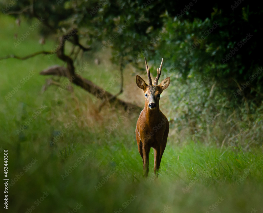 deer in the woods deer in the woods
