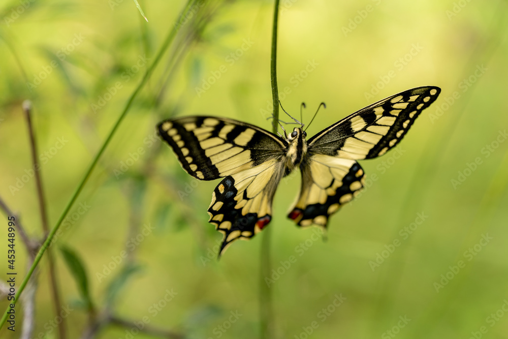Naklejka premium butterfly on a leaf