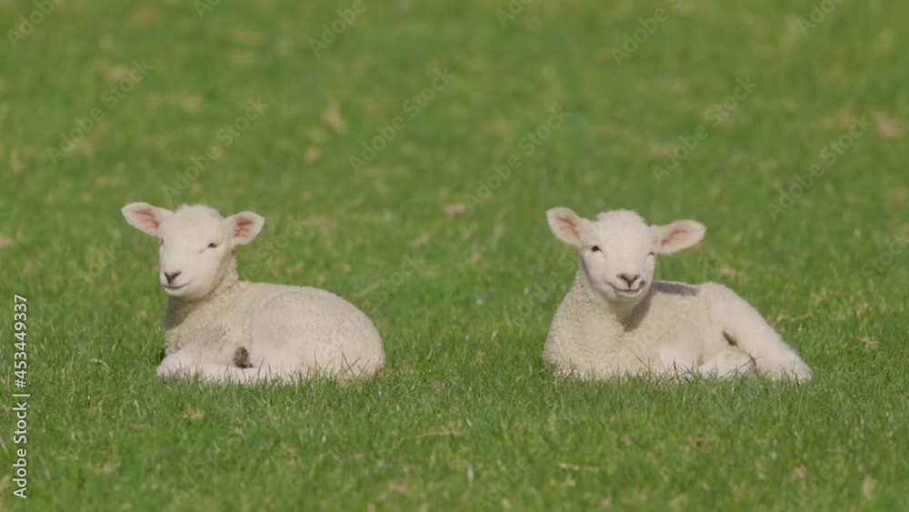 Spring lambs at rest in the paddock, Ambury farm, Auckland Spring lambs at rest in the paddock, Ambury farm, Auckland