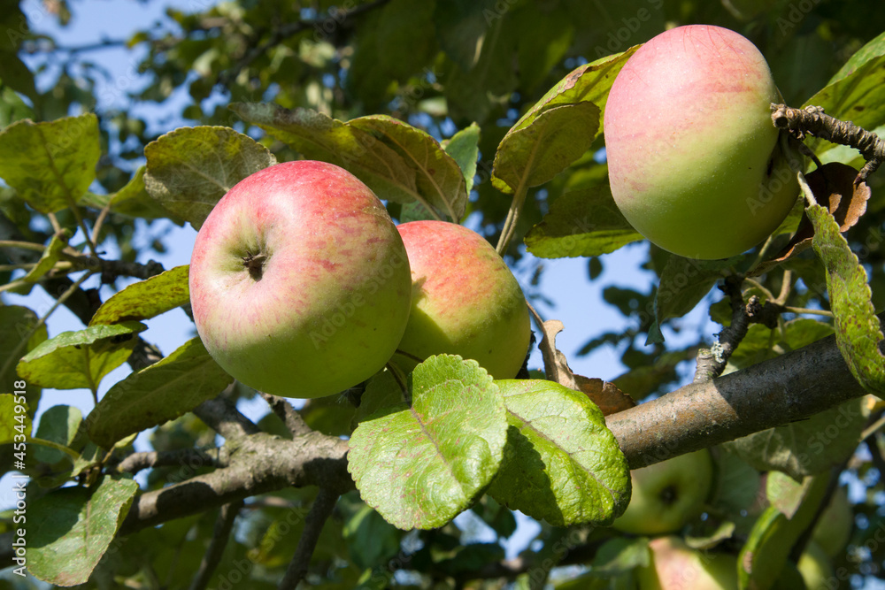 Close up shot of group unripe, green apples on branches of the apple tree in orchard Close up shot of group unripe, green apples on branches of the apple tree in orchard