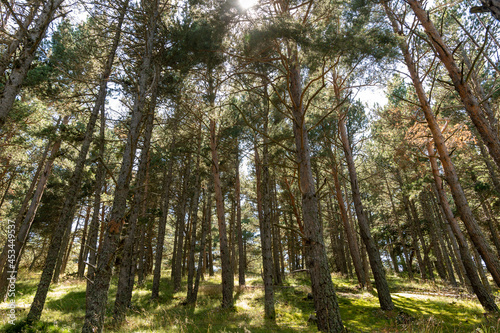 trees in the woods