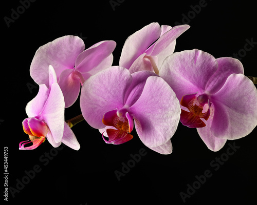orchid flowers macro 4k color color brightness holiday on black background